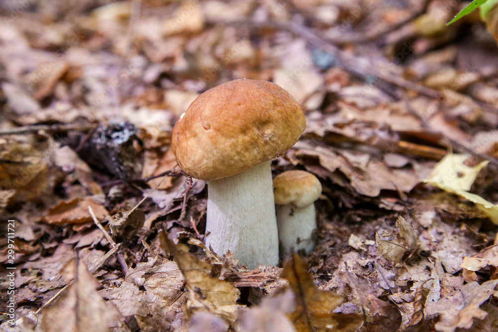 Mushroom family of boletus mushroom in the wild. Porcini mushroom grows on the forest floor at autumn season.. Mushroom family of boletus mushroom in the wild. Porcini mushroom grows on the forest floor at autumn season..