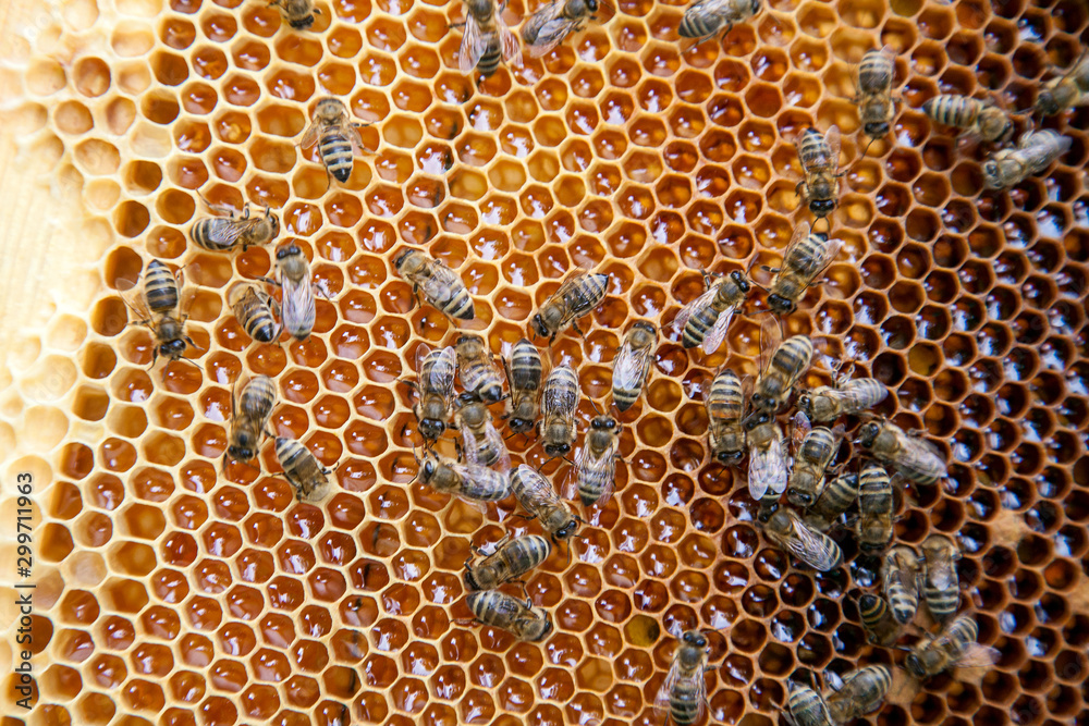 Close up view of working bees on honeycomb with sweet honey.. Close up view of working bees on honeycomb with sweet honey..