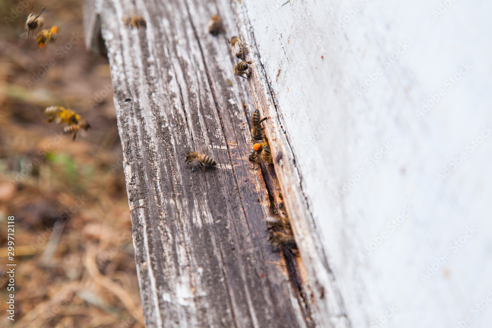 Swarming bees at the entrance of white beehive in apiary.. Swarming bees at the entrance of white beehive in apiary..