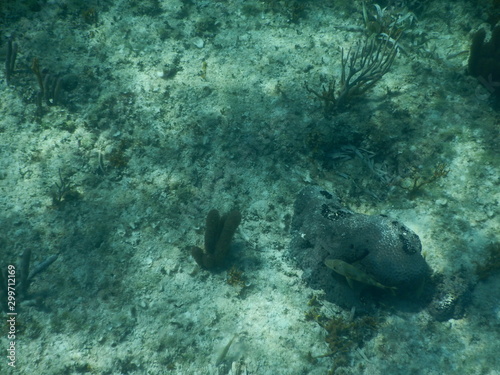 Wallpaper Mural Wasser Torontodigital.ca