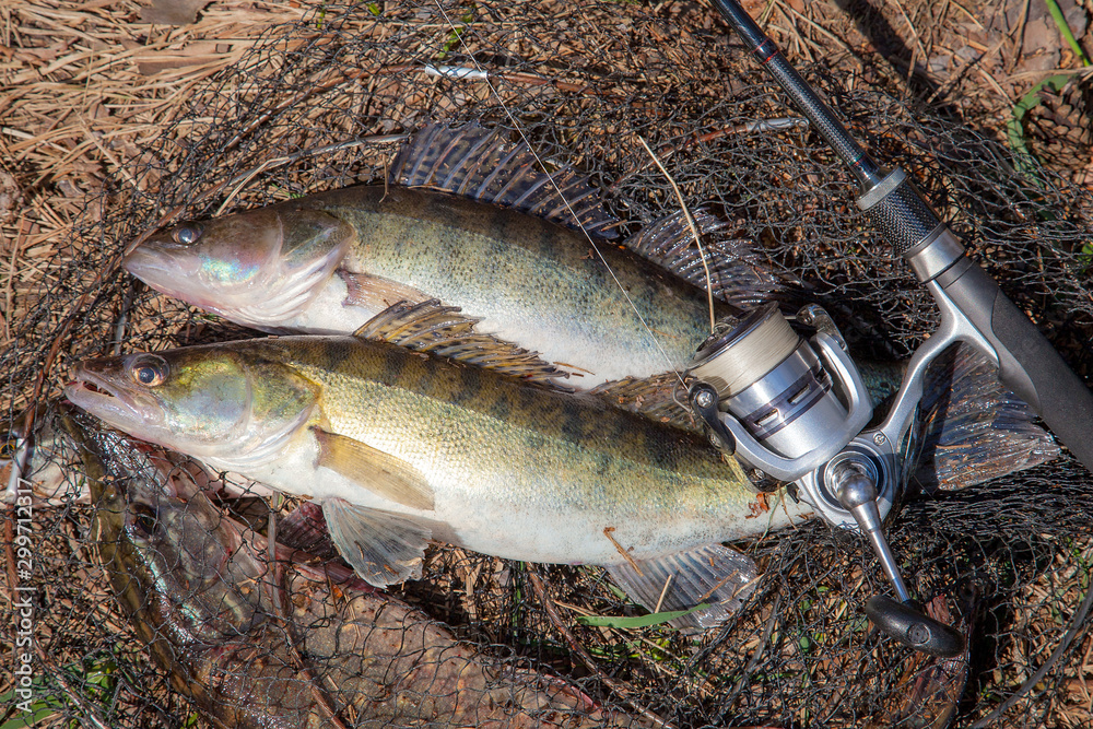 Two freshwater zander fish. Freshwater zander fish and fishing equipment lies on round keepnet with fishery catch in it.. Two freshwater zander fish. Freshwater zander fish and fishing equipment lies on round keepnet with fishery catch in it..