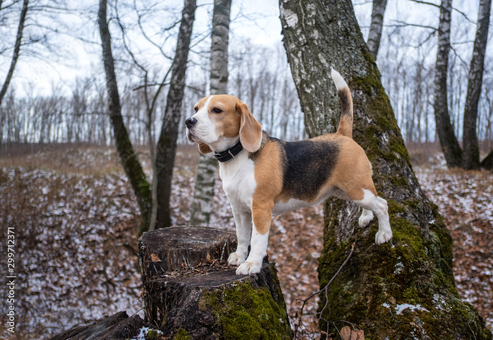 Beagle stands on a stump in autumn Park during a walk