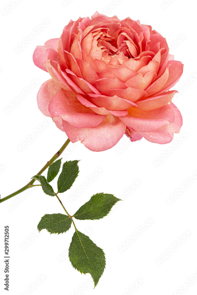 Pink flower of rose, isolated on white background Pink flower of rose, isolated on white background