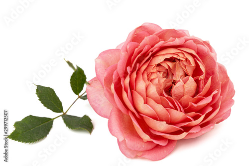 Pink flower of rose  isolated on white background