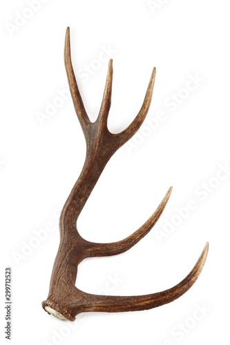 Red deer antler. Isolated on a white background.