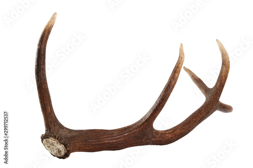 Red deer antler. Isolated on a white background.
