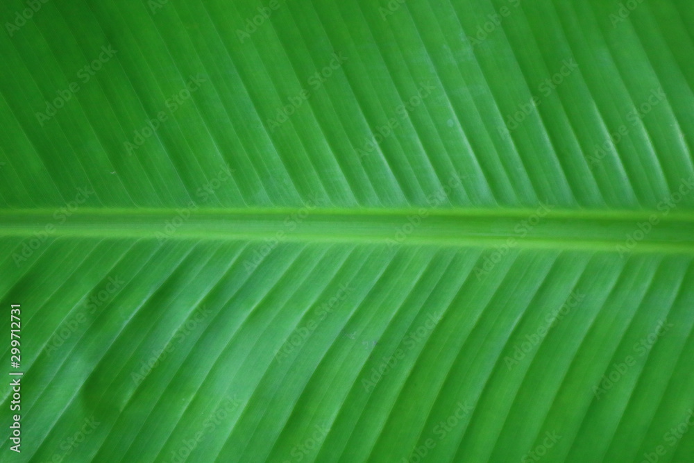 custom made wallpaper toronto digitalcloseup texture of green banana leaf 