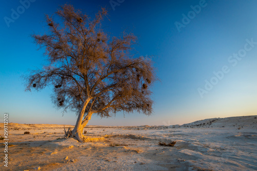One ghaf tree at sunset in the Qatar desert