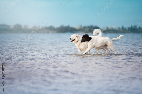 landseer water work rescue dog