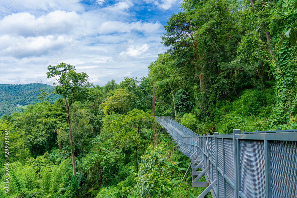 Elevated jungle forest Canopy Walkway in Mae Rim North Chiang Mai a tourist attraction at the Queen Sirikit Botanic Gardens