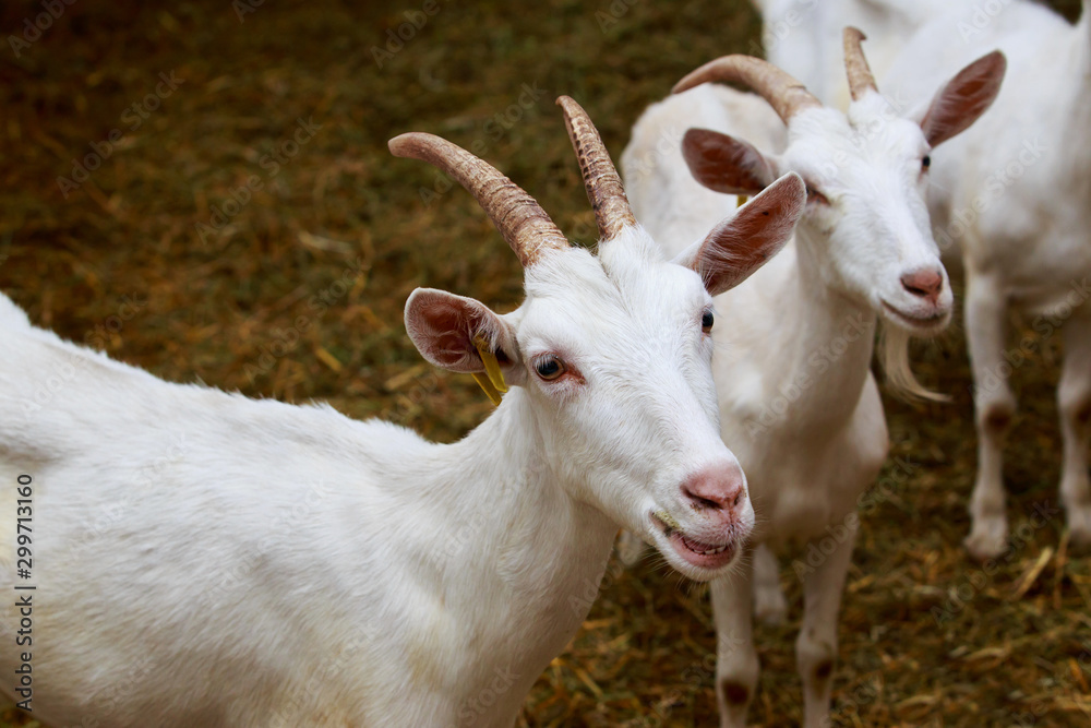 Goats on the farm