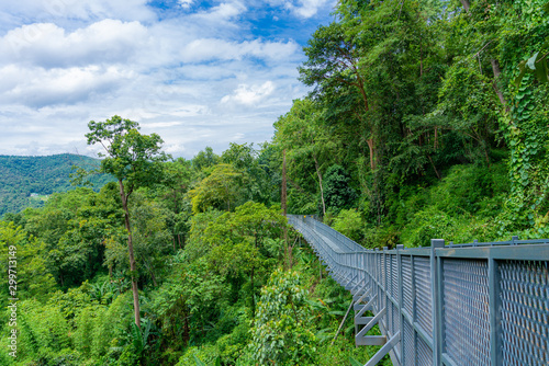 Elevated jungle forest Canopy Walkway in Mae Rim North Chiang Mai a tourist attraction at the Queen Sirikit Botanic Gardens