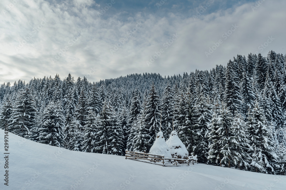 Naklejka premium winter landscape in the forest