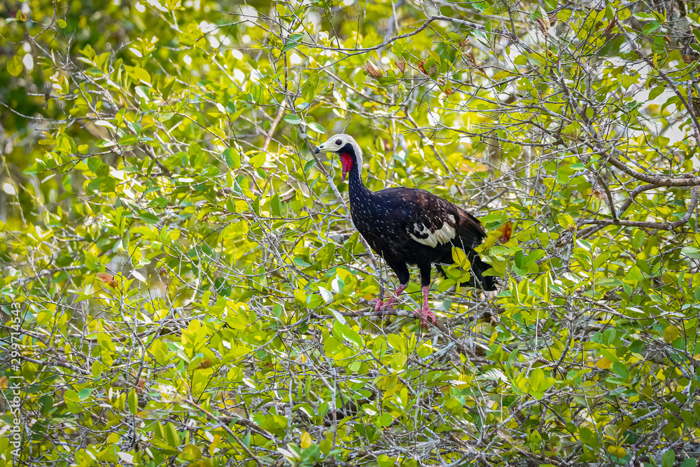 Fototapeta premium Red-throated Guan perched in a green tree, looking to the left, Pantanal Wetlands, Mato Grosso, Brazil