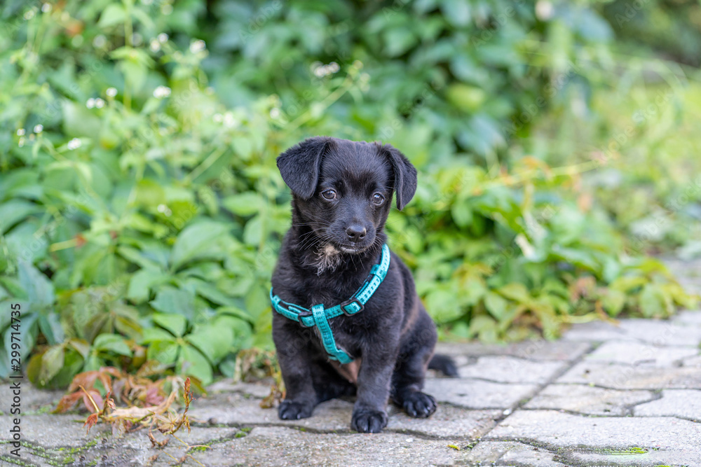 A small black puppy found outside. Adopt a dog. A small black puppy found outside. Adopt a dog.
