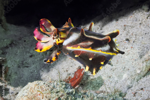 Flamboyant Cuttlefish (Metasepia pfefferi) walking over the sand. Underwater photography, Philippines. photo