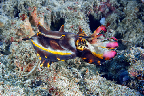 Flamboyant Cuttlefish (Metasepia pfefferi) walking over the sand. Underwater photography, Philippines. photo