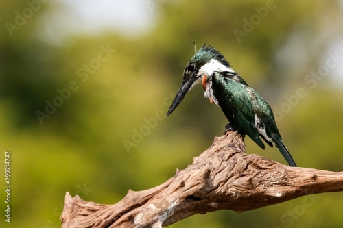 Close up of Amazon Kingfisher perched on a dead tree branch looking for prey, Pantanal Wetlands, Mato Grosso, Brazil © Uwe Bergwitz