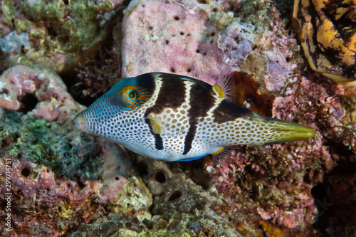 Black Saddled Pufferfish or Toby. Philippines, underwater photography.