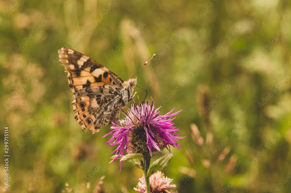 butterfly close-up merges with vegetation, blurred background butterfly close-up merges with vegetation, blurred background