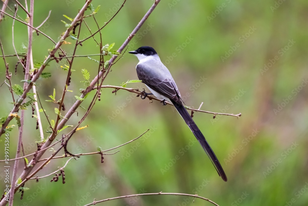 Elegant Fork-tailed Flycatcher perched on a tiny branch against green defocused background, Pantanal Wetlands, Mato Grosso, Brazil Elegant Fork-tailed Flycatcher perched on a tiny branch against green defocused background, Pantanal Wetlands, Mato Grosso, Brazil
