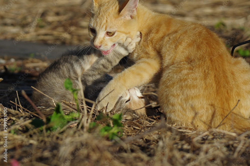 じゃれ合う猫たち