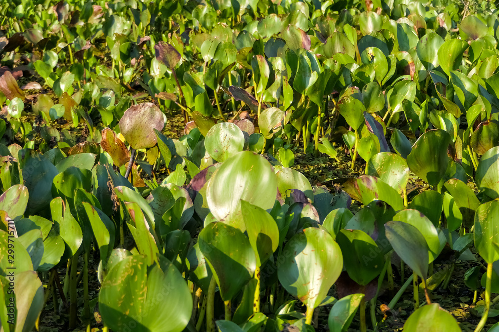 Fototapeta premium Close up of a bed of Water Hyacinths in a river, sunny day, Pantanal Wetlands, Mato Grosso, Brazil