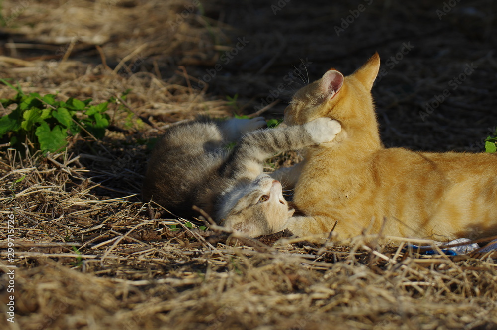 じゃれ合う猫たち じゃれ合う猫たち