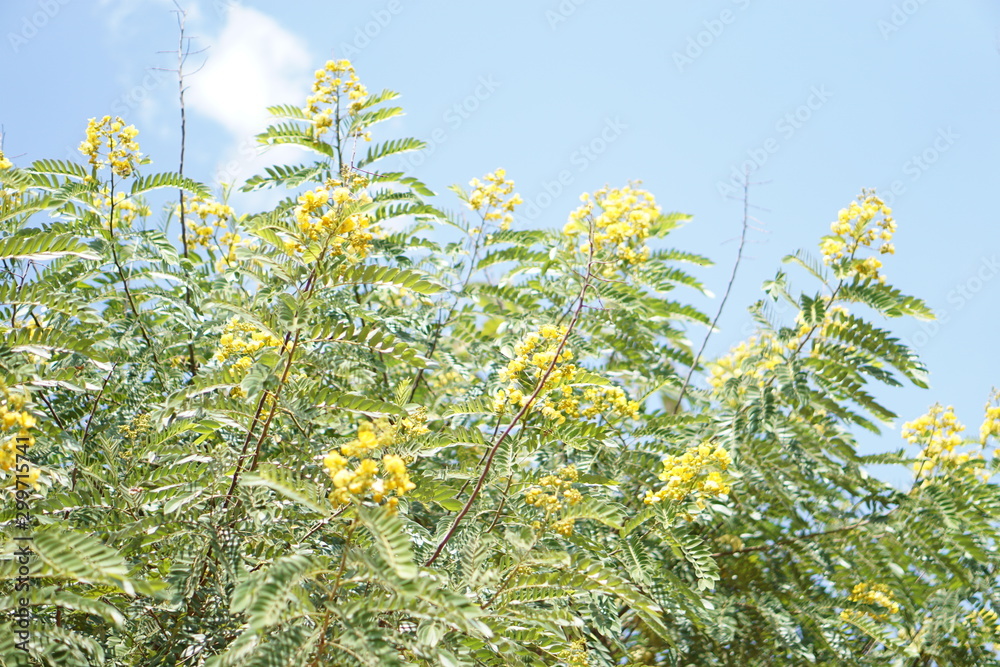 Obraz premium Cassia flower