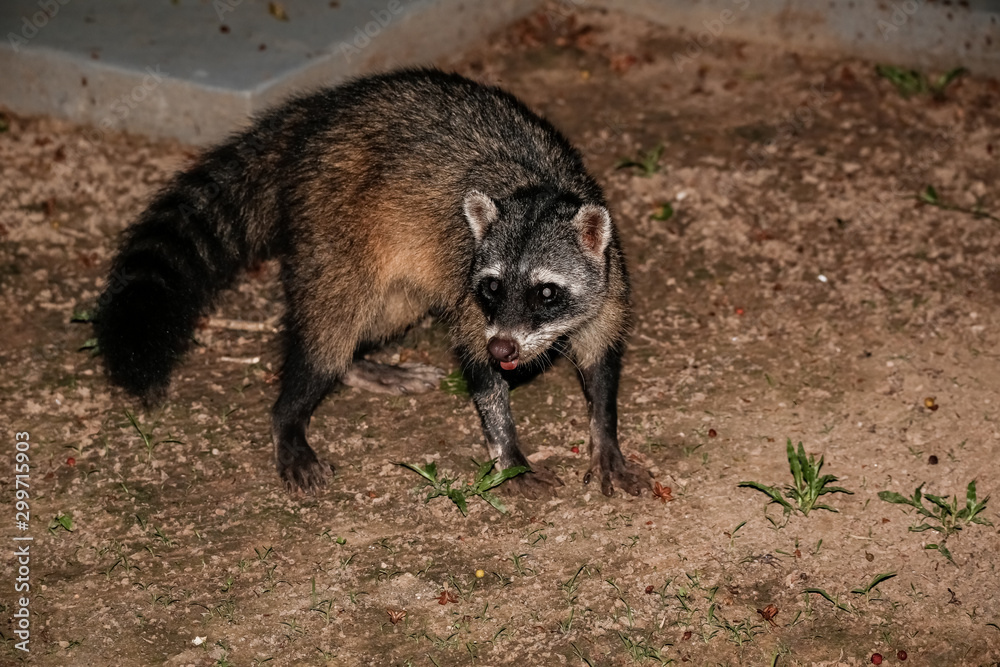 Crab eating Racoon looking to camera, Pantanal Wetlands, Mato Grosso, Brazil Crab eating Racoon looking to camera, Pantanal Wetlands, Mato Grosso, Brazil