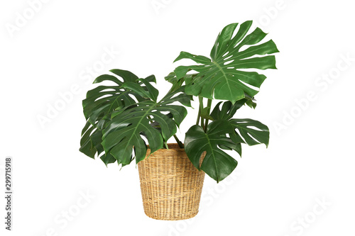 Home plant monstera in straw basket flowerpot isolated on white background.