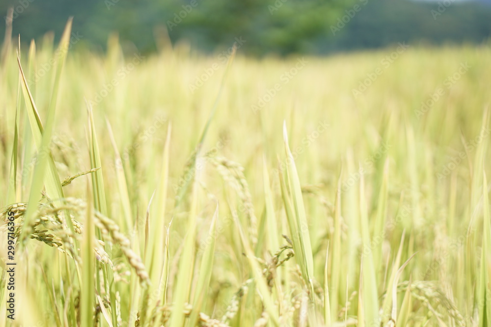 Rice feild Rice feild