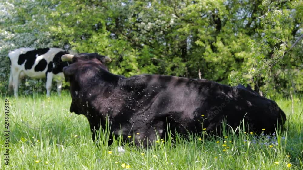 flies on the cow,the cow lies on the grass under the tree in the pasture and the flies sit on the cow flies on the cow,the cow lies on the grass under the tree in the pasture and the flies sit on the cow