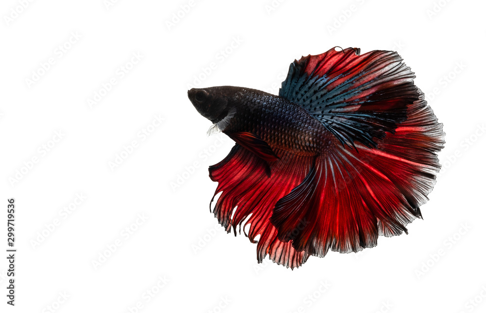 Fototapeta Betta Siamese fighting fish, Colorful beautiful of half moon long delta tail and capture moving moment of fish isolated on white background