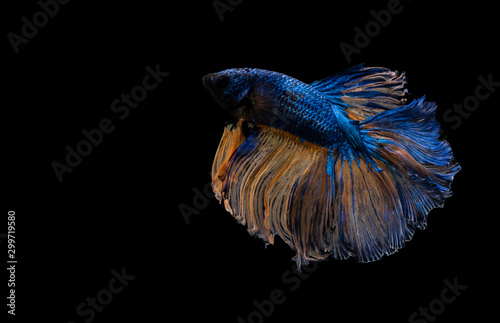 Betta Siamese fighting fish  Colorful beautiful of half moon long delta tail and capture moving moment of fish isolated on black background