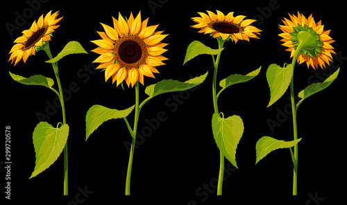 A set of four isolated sunflower flowers with leaves and stems, in different angles, on a black background. Vector illustration.