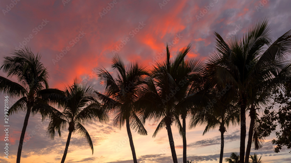 Palm trees silhouette at sunrise on Miami Beach, Florida.