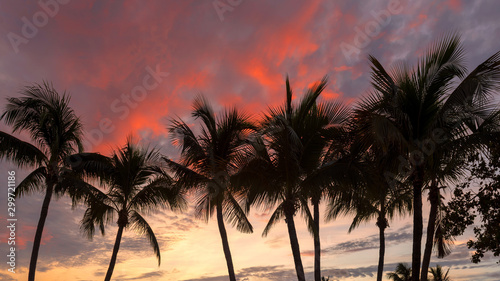 Palm trees silhouette at sunrise on Miami Beach  Florida.