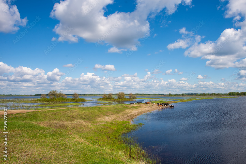 Cows came to a watering place. The floodplain of the river. Spring landscape.