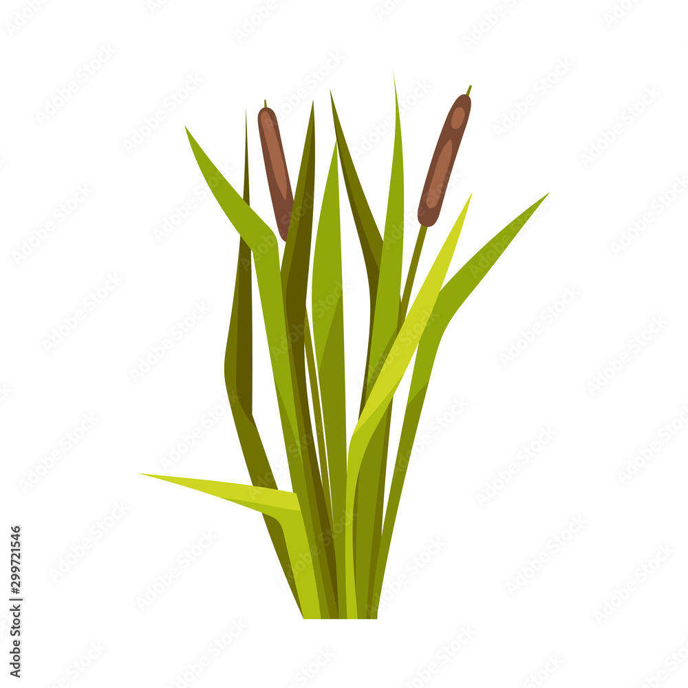 Obraz premium Bunch of reeds. Vector illustration on a white background.