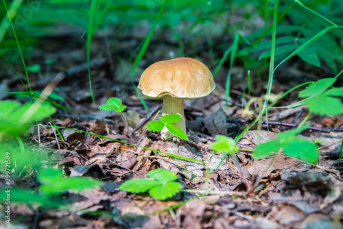 Mushroom "White mushroom" in dry foliage