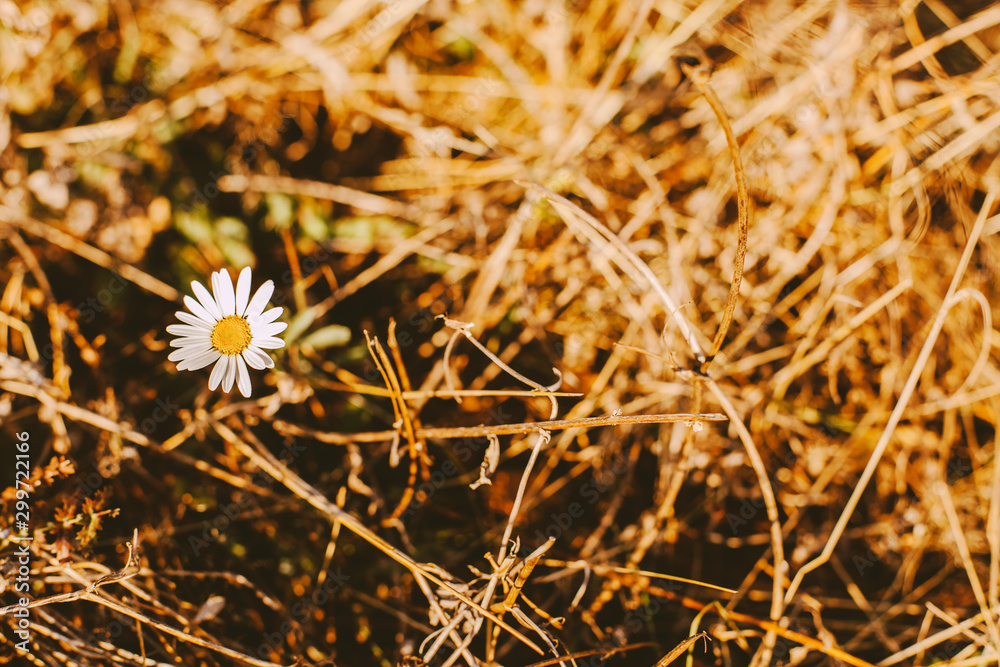 Small white daisy in dense dry autumn grass. Background for design of greeting cards or postcards, botanical or floral theme. Collection of field medicinal herbs for tradicional medicine. Small white daisy in dense dry autumn grass. Background for design of greeting cards or postcards, botanical or floral theme. Collection of field medicinal herbs for tradicional medicine.