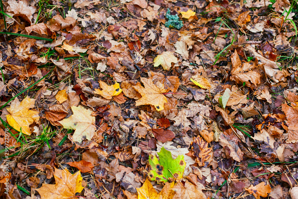 Autumn backgrounds with fallen leaves. Full frame. Autumn backgrounds with fallen leaves. Full frame.