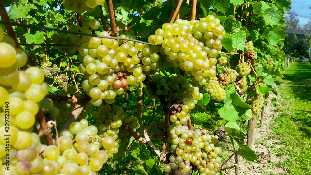 green wine grapes on the vine