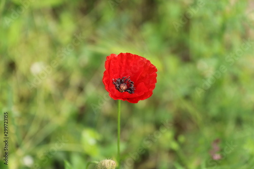 Papavero
