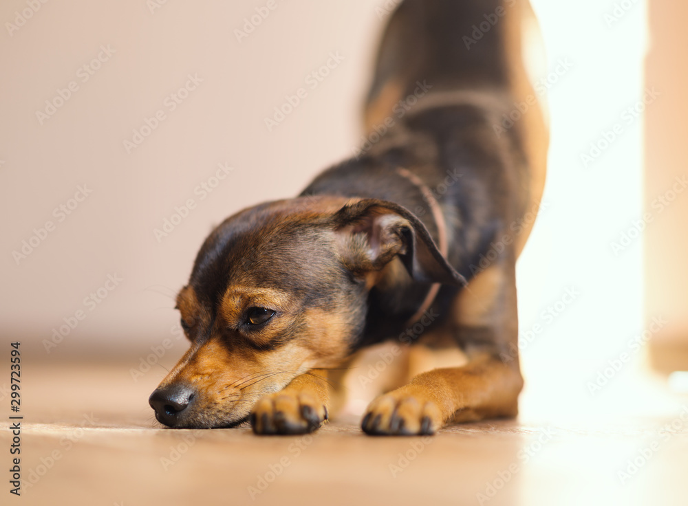 Miniature pinscher puppy at home. Selective focus. Miniature pinscher puppy at home. Selective focus.