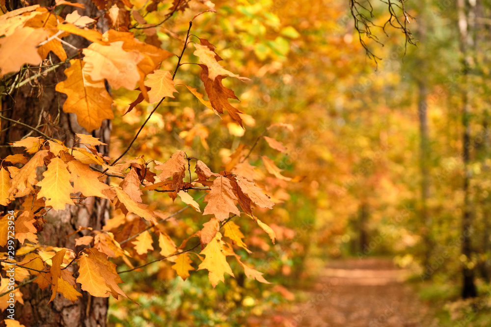Background with beautiful autumn leaves in front of an autumnal footpath through a forest in October in Franconia, Germany Background with beautiful autumn leaves in front of an autumnal footpath through a forest in October in Franconia, Germany