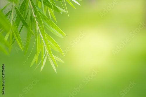 Close-up green leaf nature on blurred greenery background with copy space under sunlight using as a wallpaper