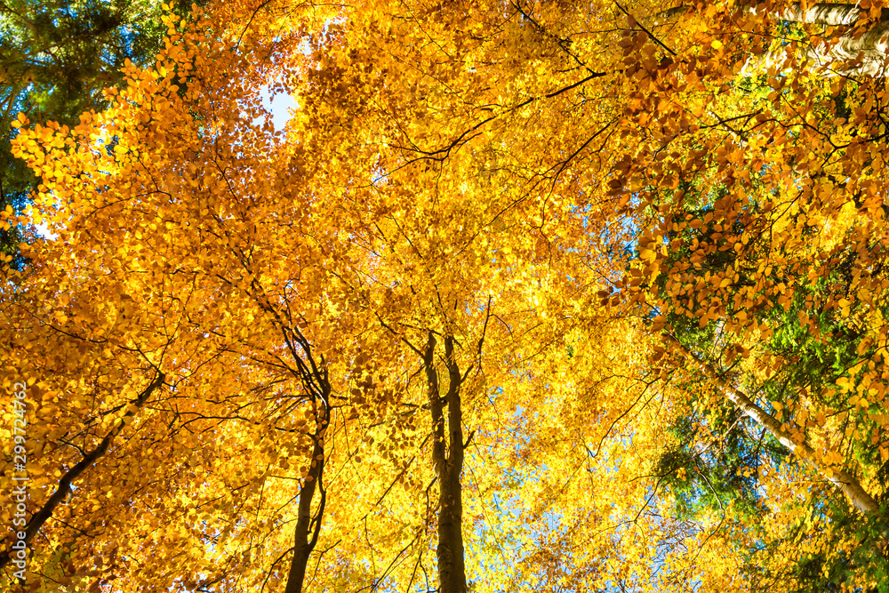 Autumn in the forest. Nature landscape with red, orange, yellow trees and leaves Autumn in the forest. Nature landscape with red, orange, yellow trees and leaves