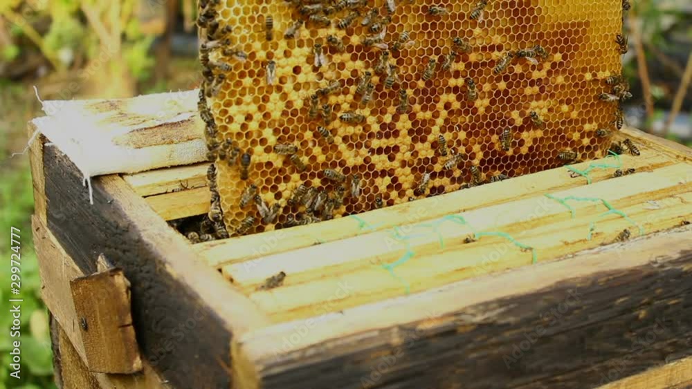 Bees on cells with a sprout. Beekeeper 's job. Bees on cells with a sprout. Beekeeper 's job.